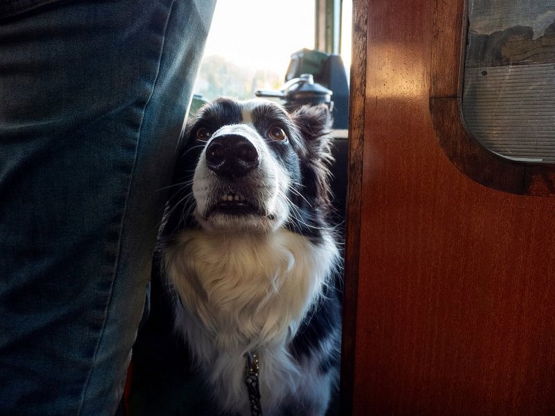 Class 110: Four-legged assistant on 04/10/26